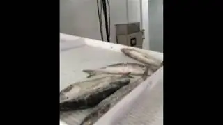 Шоковая заморозка рыбы на спиральном конвейере с последующим глазированием погружением