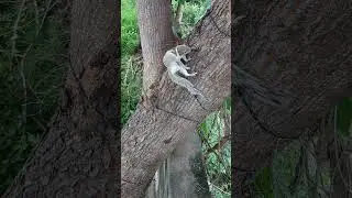 Squirrel Rescued  fromTraps