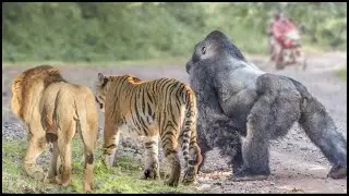 These Are The Friendliest Wild Animals
