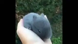 cute little hare in hand