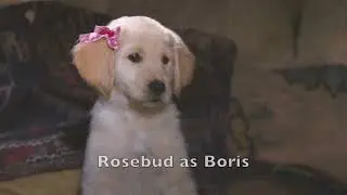 Perdita and the Pongo (Lady and the Tramp) Cast Video