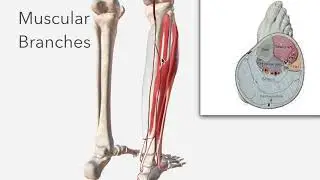 Fibular Artery - Anatomy, Branches & Relations