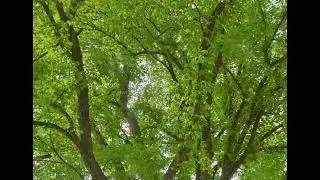 Slippery Elm Bark - Create Yourself Designer Frequency, Wound Healing, Digestive Issues and More