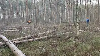 Уборка лесосеки от подроста