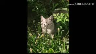 Клип) калашников