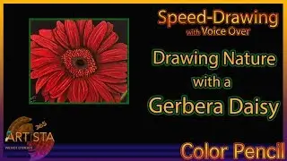 Gerbera Daisy with Colored Pencils | Nature with Colored Pencil