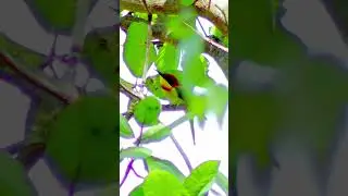 Green Bee Eater!