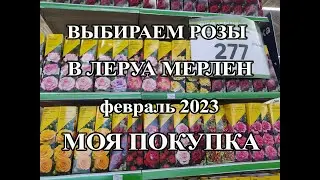 Выбираем розы в Леруа Мерлен. Мой выбор.