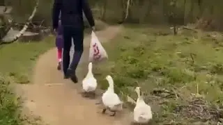 Побег от гусей!