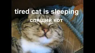 уставший кот спит # tired cat is sleeping