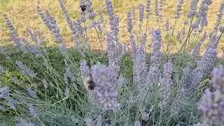 Lavender slo-mo