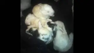 ❤ Mis conejitos bebe ❤