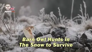 Barn Owl Hunts in The Snow to Survive