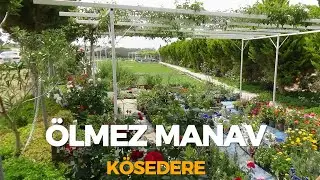 Ölmez Manav, Kösedere,  Çanakkale