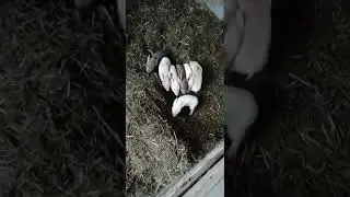 Хозяйство растёт. Опорос прошёл хорошо.