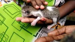 My Cat Eeeee!