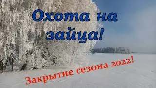 Охота на зайца! Закрытие сезона 2022!