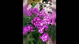 Нашествие шмелей и бабочек. Релакс