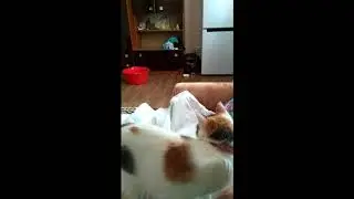 Прикол, Моя кошка Маруся приносит мячики)