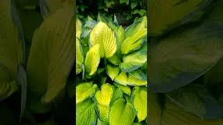 Hosta Gold Standard