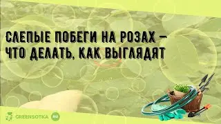 Слепые побеги на розах — что делать, как выглядят