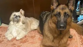 Новогодние каникулы🎄❗️