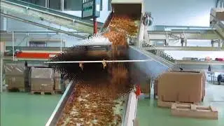 Tobacco processing line