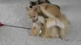 Kitty & Puppy