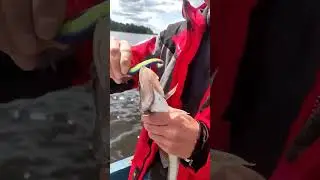 эта рыба нам не по карману #отдых #рыбалка #fishing