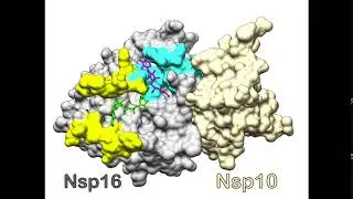 Activation mechanism of SARS-CoV-2 Nsp16