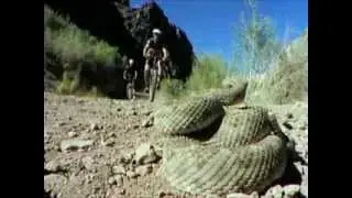Tierisch Extrem Top 10 - Todesschlangen