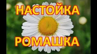 Настойка ромашка на самогоне