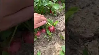 😅снова экономлю на редиске