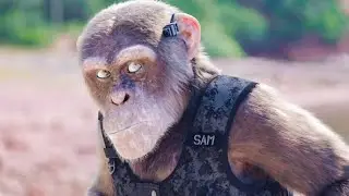 Шимпанзе под прикрытием (2021) C.I.Ape. Русский трейлер.
