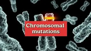 Chromosomal Mutations( types of mutations)#molecular_biology #dna #chromosome