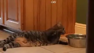 Cats / Кошки   Позитивчик!!!! Любимые котики и другие животные  смотрите с нами!