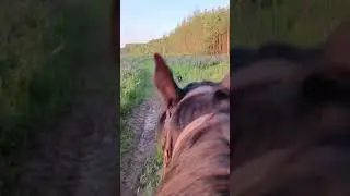 На коне через поля люпинов.
