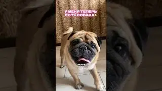 как у меня появилась СОБАКА🐶 #влог #продуктивность #motivation #собака #lifestyle #vlog #fyp #рек