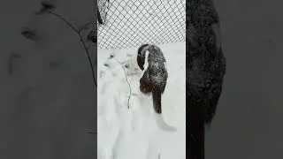Tyr Off Leash In The Snow! #shorts