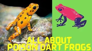 All About Poison Dart Frogs