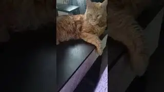 живу у пана кота
