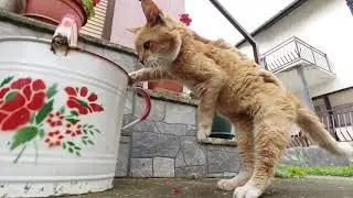 Cat Drinking Water From Watering Can