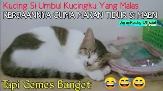 Kucing menggemaskan Lucu Tapi Pemalas