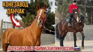 Асп той аз Наими Эгилик Данчак Россия🇷🇺 29 января 2025 г.