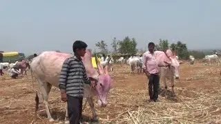 mosragupi farmer sold kilar bulls for 1.4 lakh,ಮೊಸರಗುಪ್ಪಿ ರೈತನ ಎತ್ತುಗಳ ಬೆಲೆ 1.4 ಲಕ್ಷಕ್ಕೆ ಮಾರಾಟ.