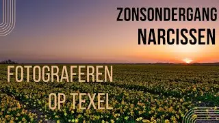 Fotografie vlog 18  | Zonsondergang fotograferen Narcissen