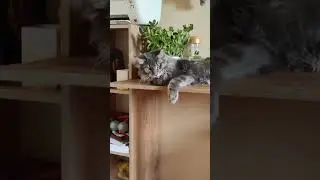 Мейн-Кун Велес пожиратель цветочков #cat  #kitty #kitten #мейнкуны #cute #funny #котики #кот #shorts