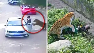 Times Zoo Animals Attacked People
