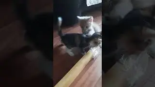 Котята борются