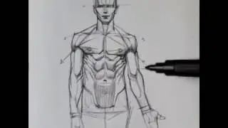 Menggambar Anatomi Tubuh